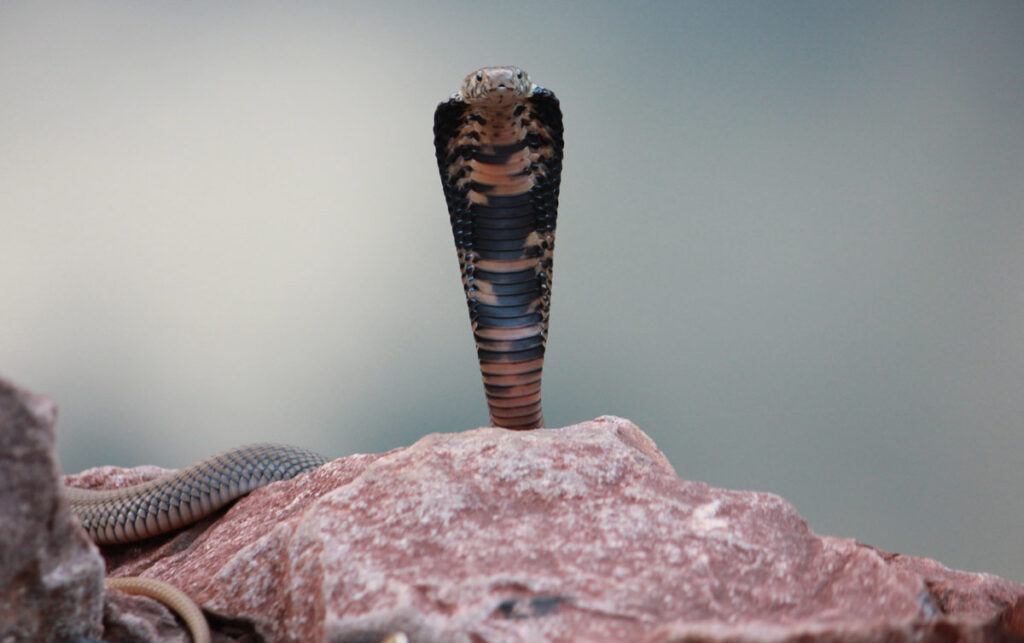 spitting cobra