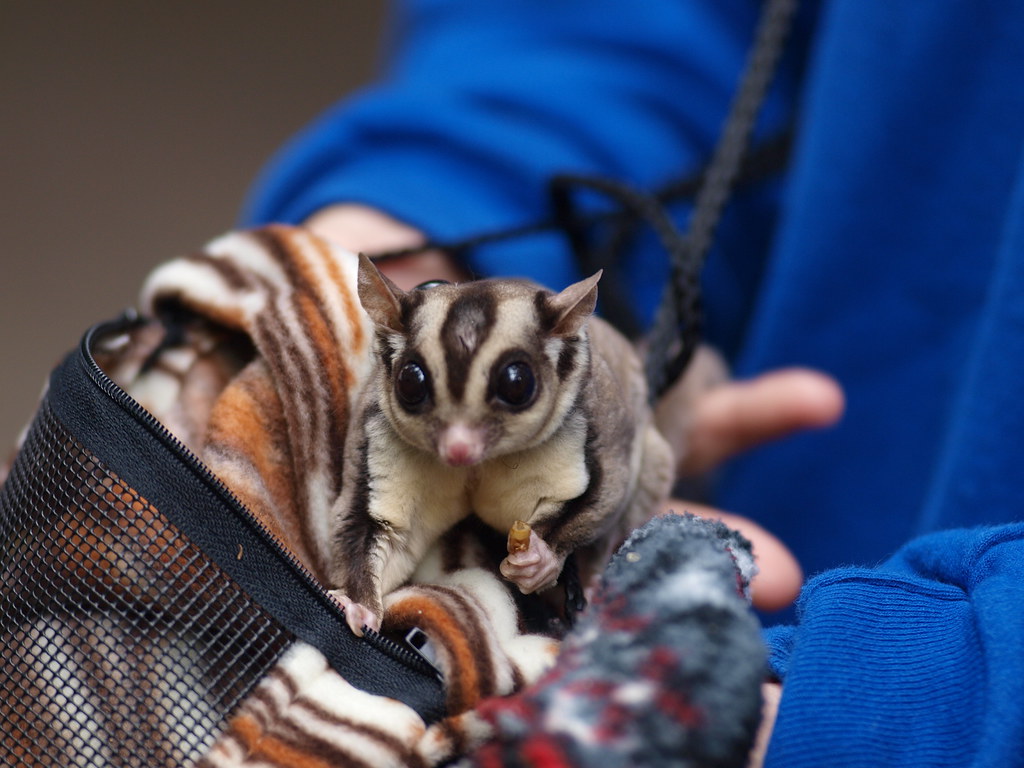 Sugar Glider with owner