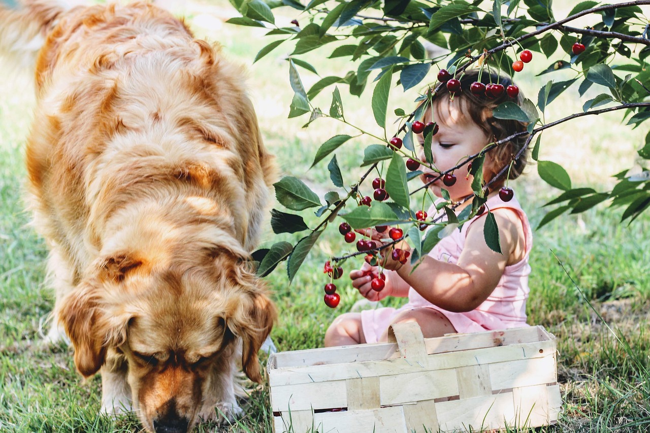 cherries, cherry, set, child, village, fruit, tree, fresh, sad, eat, nutrition, health, food, vitamins, nature, healthy, baby, dog, pet, golden retriver, family, friend, animal, shopping cart
