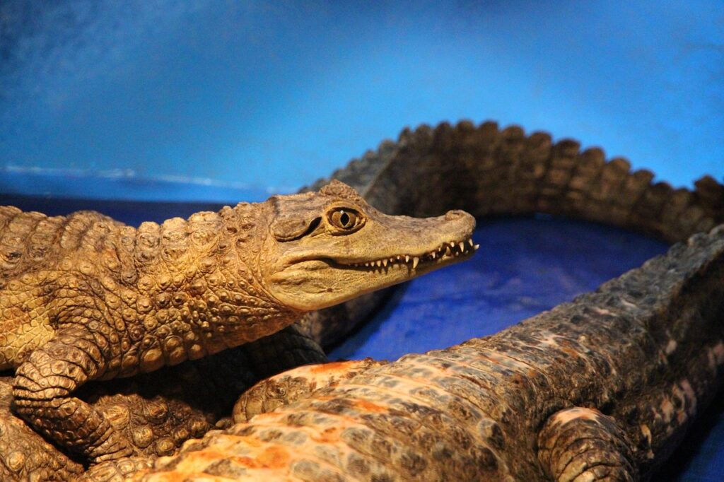 caiman, crocodile cayman, spectacled caiman, crocodiles, reptiles, animals, dangerous animal, dangerous, teeth, carnivorous, caiman crocodilus, nature, not man