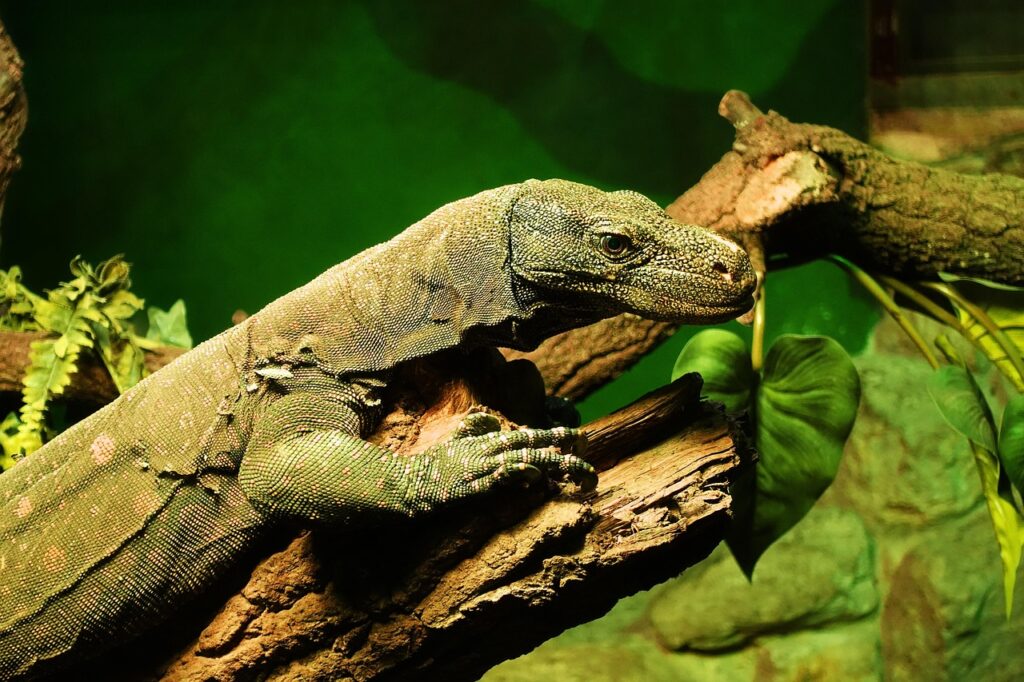 monitor lizard, lizard, monitor, reptile, wild, exotic, cold blooded, nature, monitor lizard, monitor lizard, monitor lizard, monitor lizard, monitor lizard