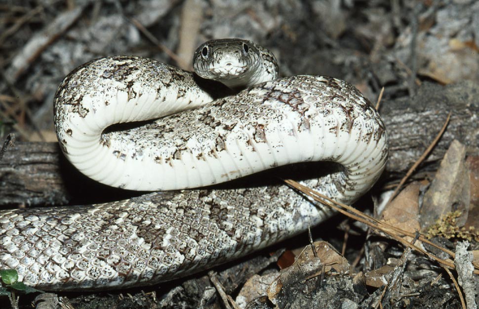 Eastern Rat Snake