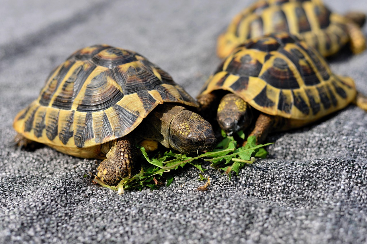 turtles, nature, reptile, animal, tortoise shell, tortoise, tank, wolf down, feeding