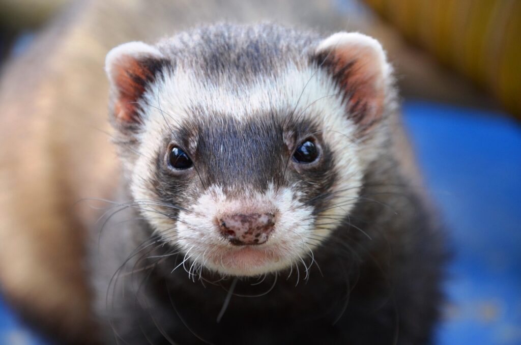 ferret, animal, nature, eyes, close up