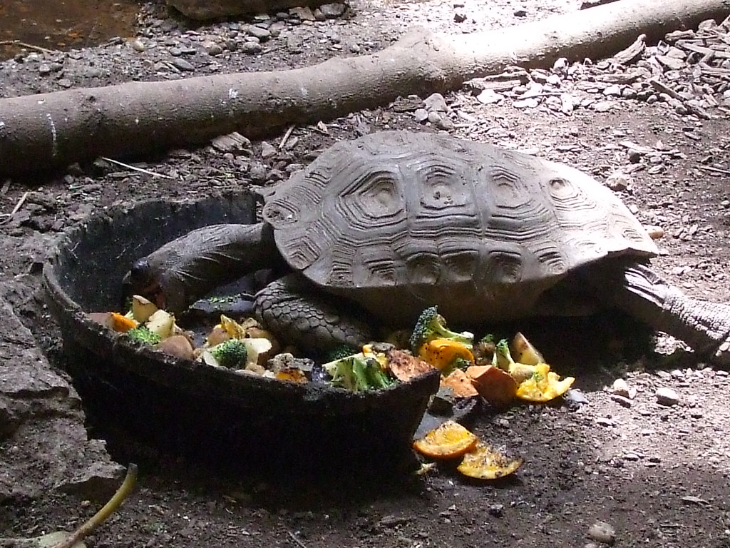 Optimal Nutrition for Land Turtles and Tortoises