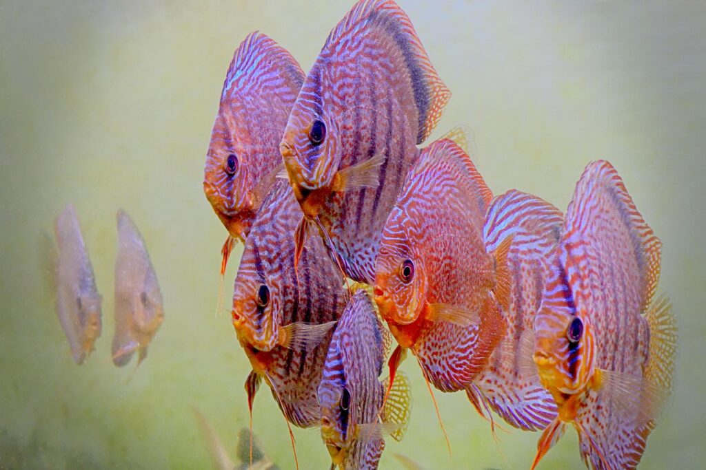 Is Discus Keeping Right for You?