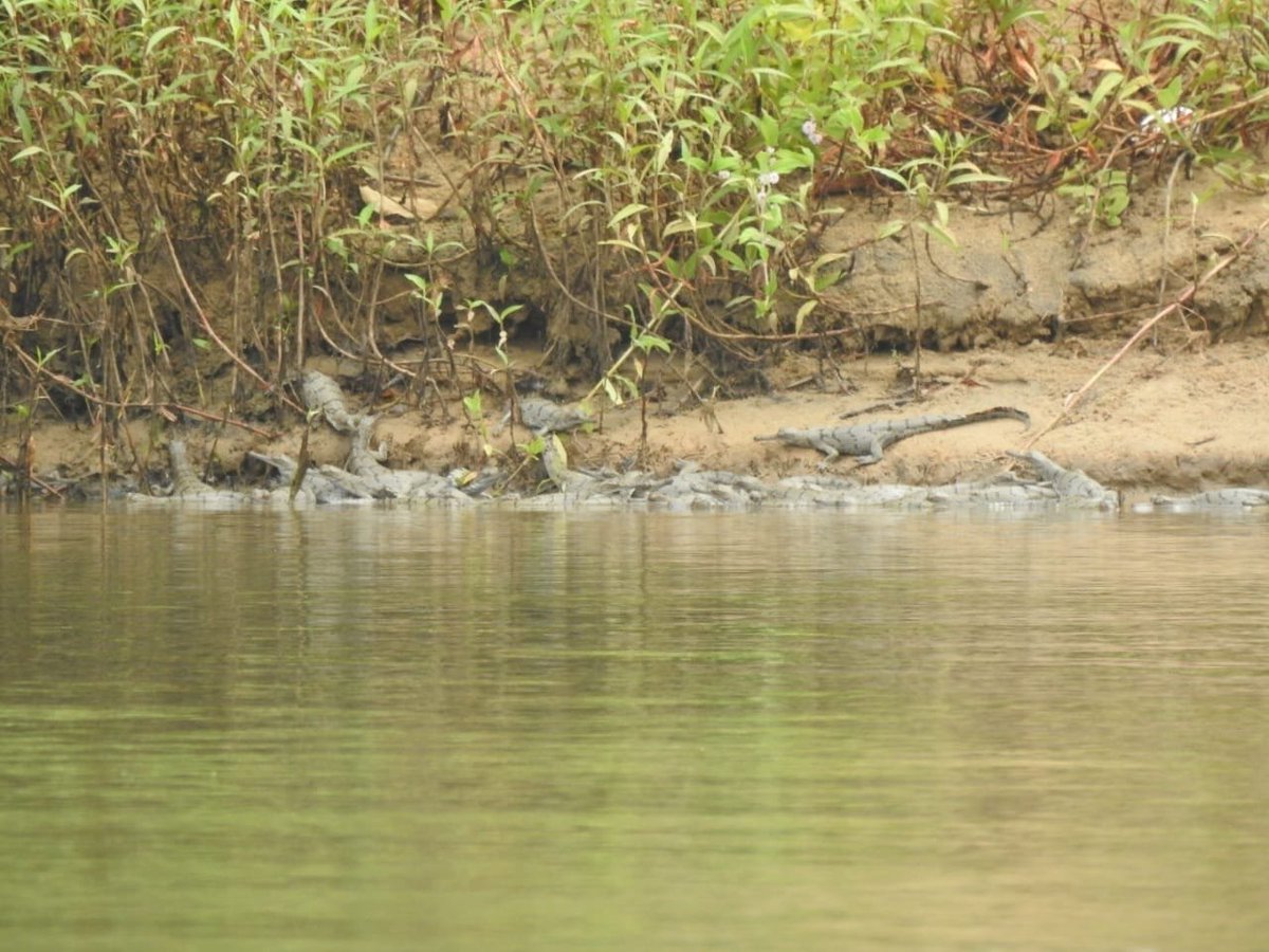 Ecological Importance: The Gharial's Role in River Ecosystems