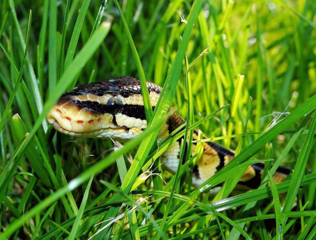line, ball python, garden, nature, camouflage, foraging, python regius, beauty, golden
