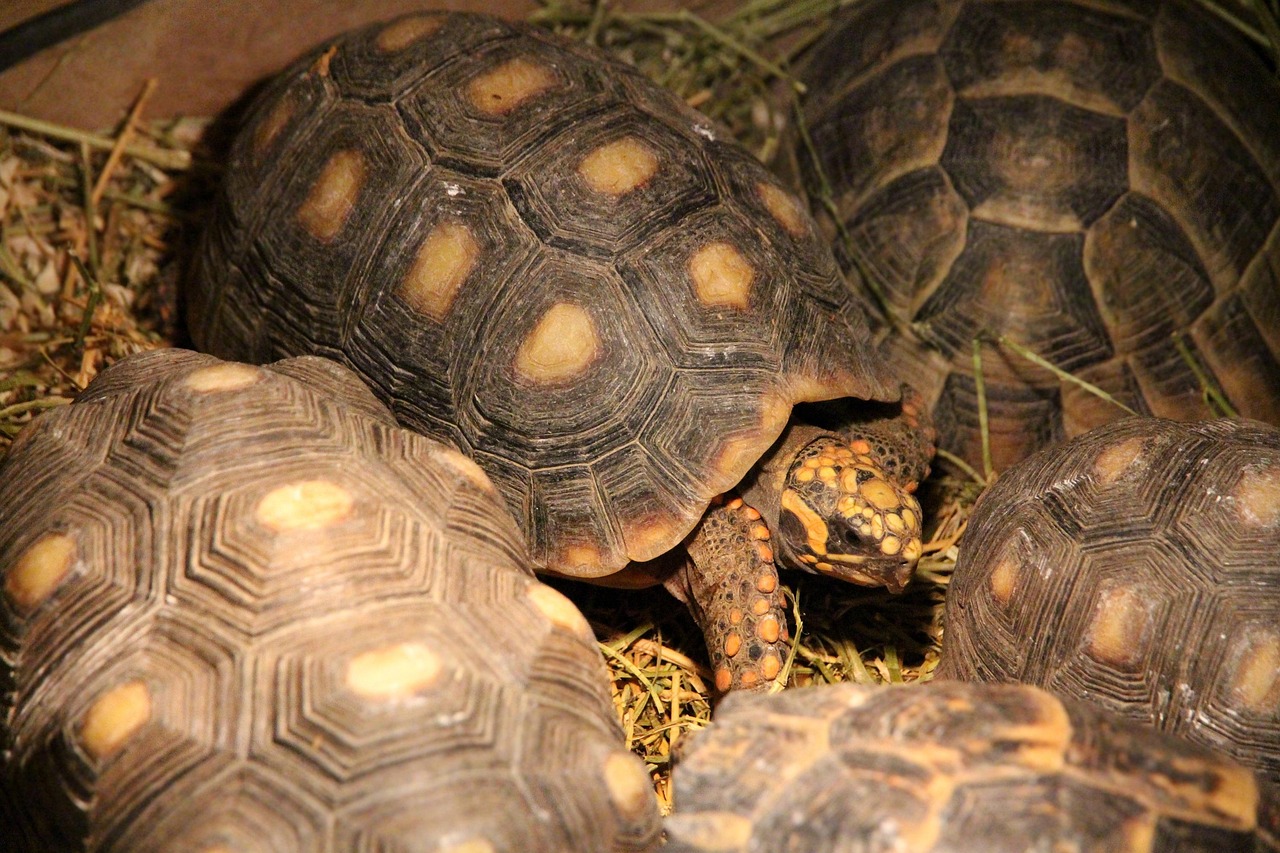 turtle, coal turtle, red-legged tortoise, reptile, animal, a lot of, nature, terrarium, head of carbonaria, red-footed tortoise