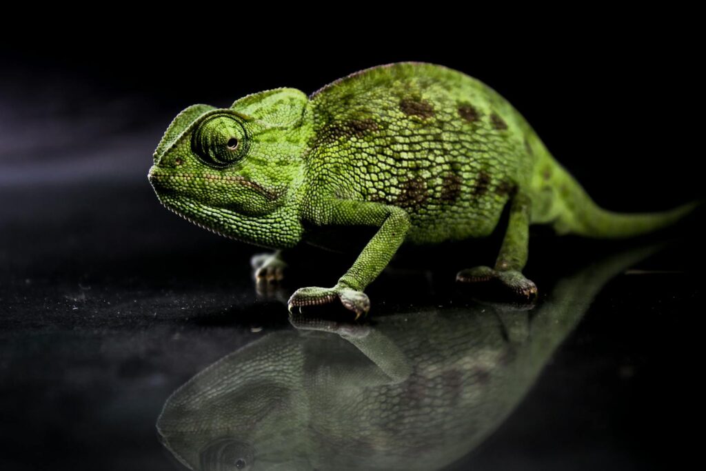 Green chameleon with reflection against black background, showcasing unique reptilian features.