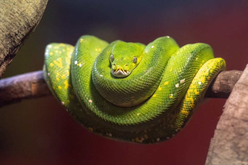 python, snake, constrictor, reptile, australia, nature, green tree python, wildlife, python, python, python, python, python, australia