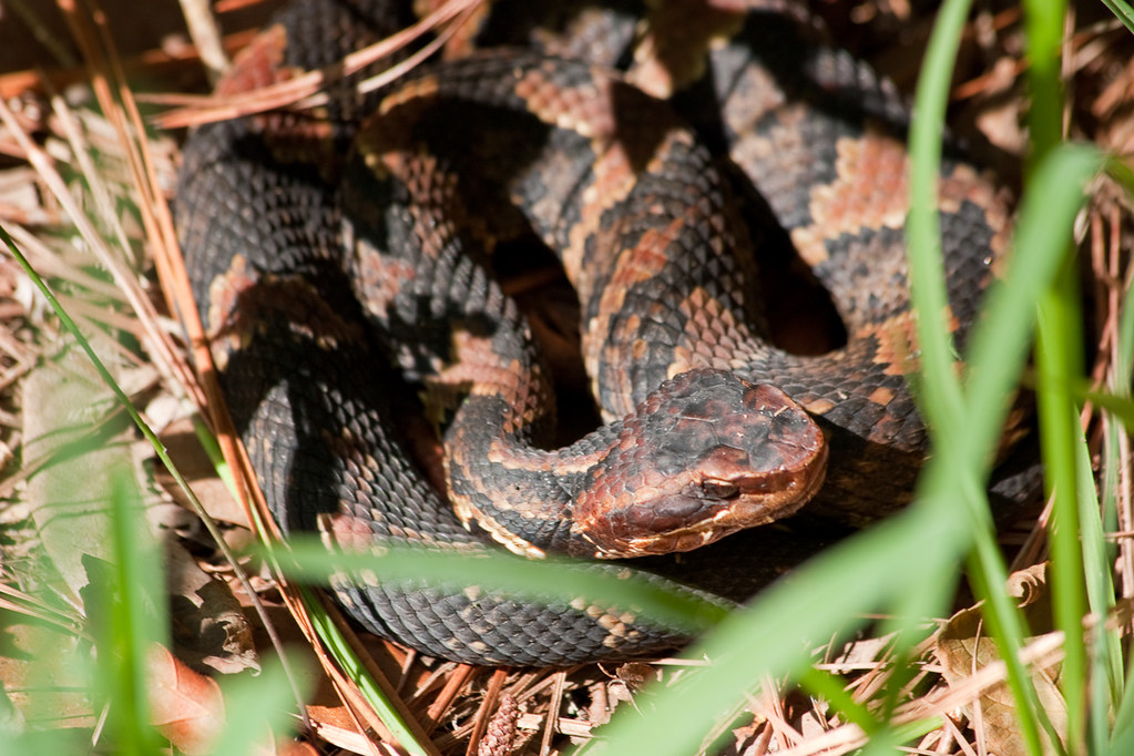 Copperhead Snake