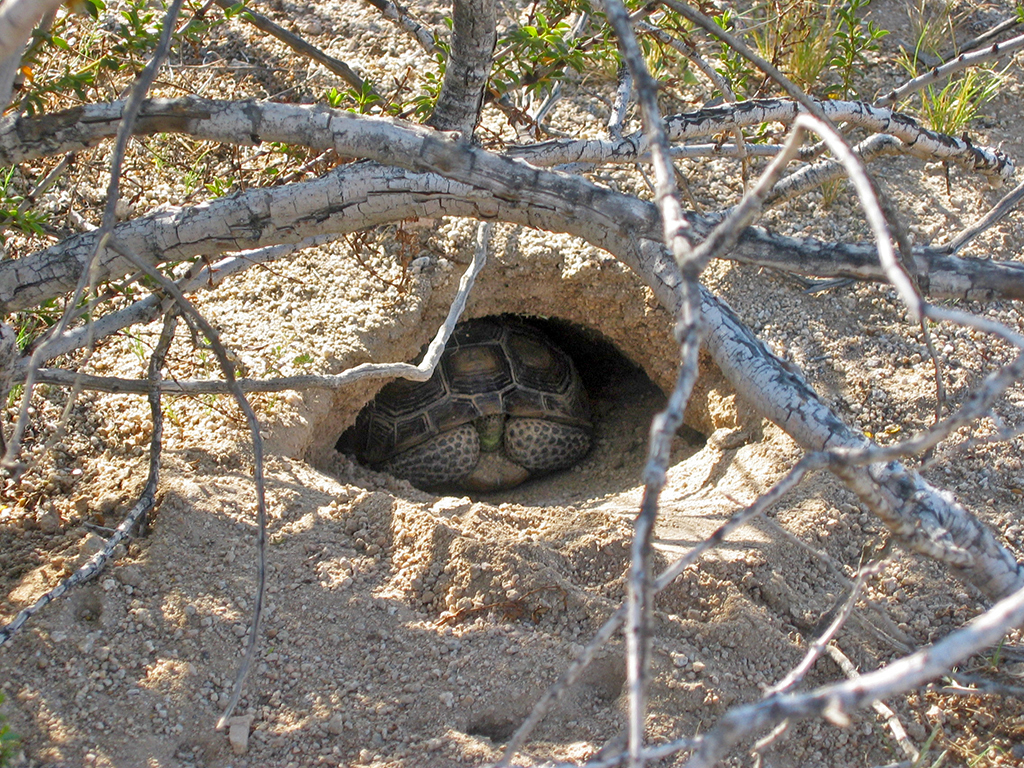 Understanding Why Turtles and Tortoises Hibernate