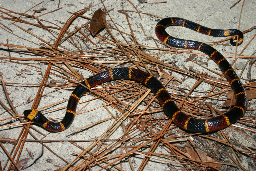 Coral Snakes