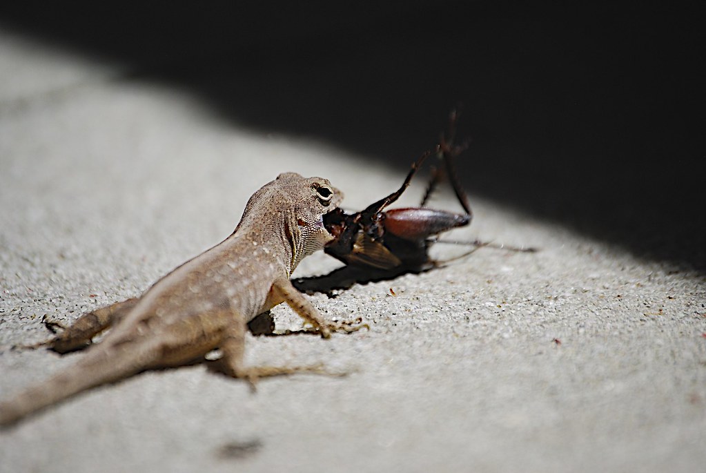 Lizard eating cricket