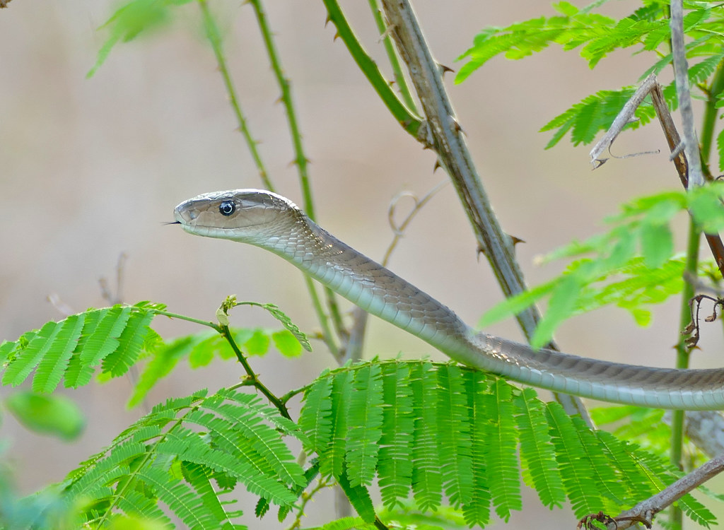 Black Mamba (Dendroaspis polylepis)