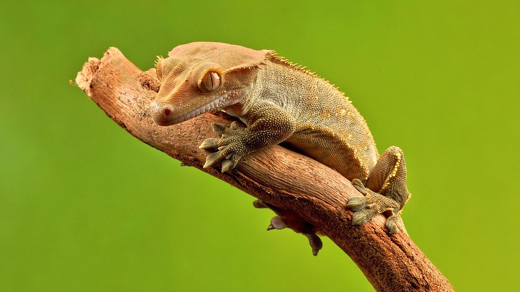 Crested Geckos: The Handleable Arboreal Option