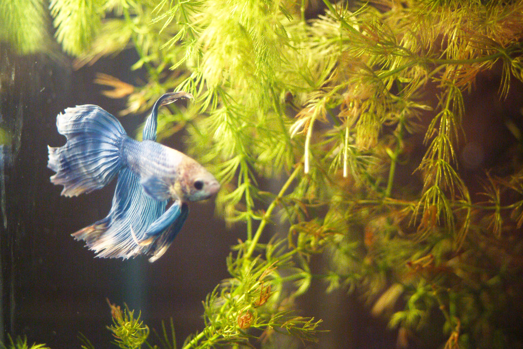 Draco in hornwort
