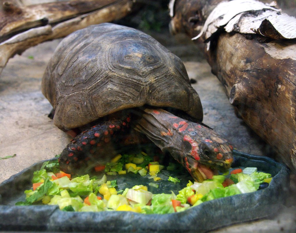 Land Tortoise Dietary Requirements