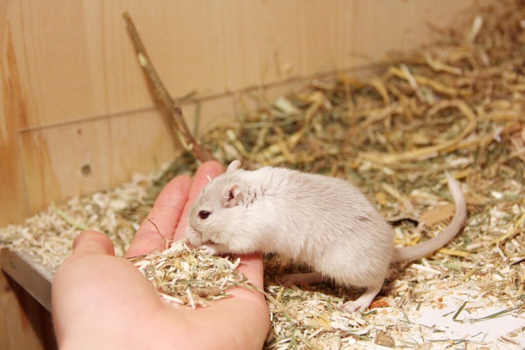 gerbil, nature, tame, hand, wolf down, animal, rodent