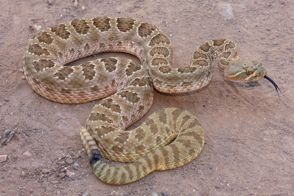 Prairie Rattlesnake (Crotalus viridis)