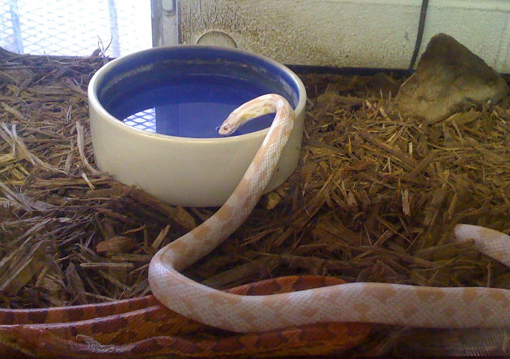 Snow Corn Snake Drinking