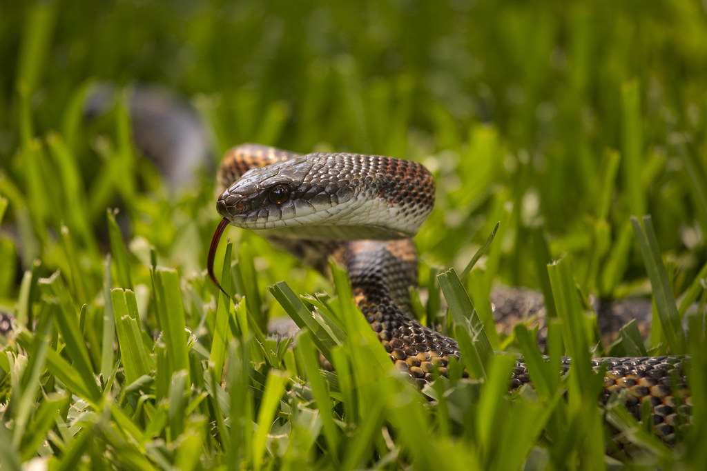 Texas Rat Snake