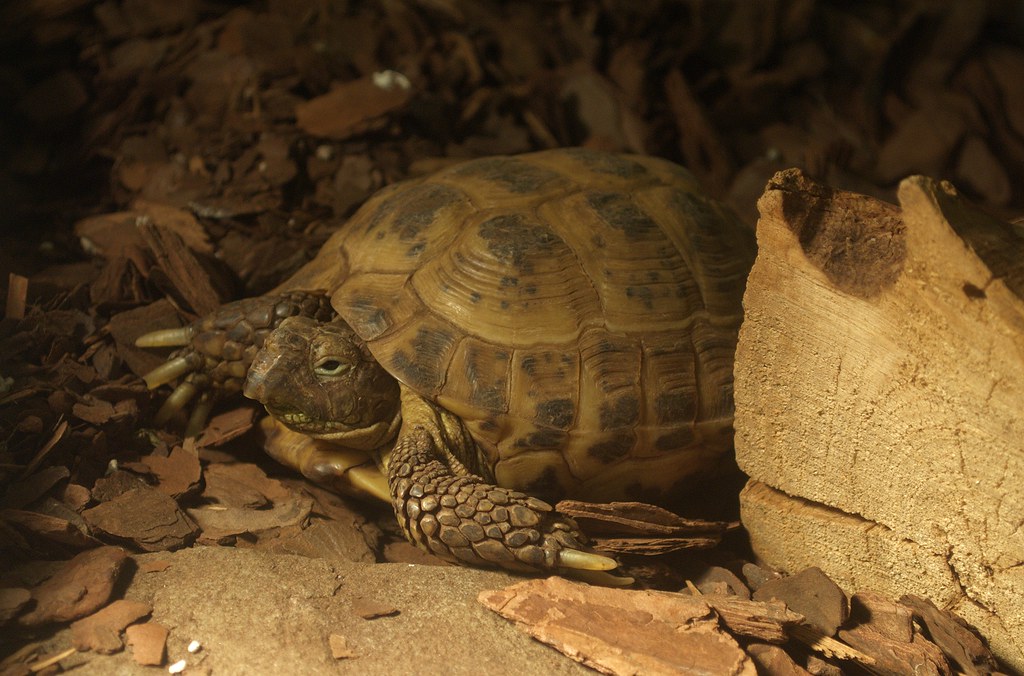 Species-Specific Ethical Considerations