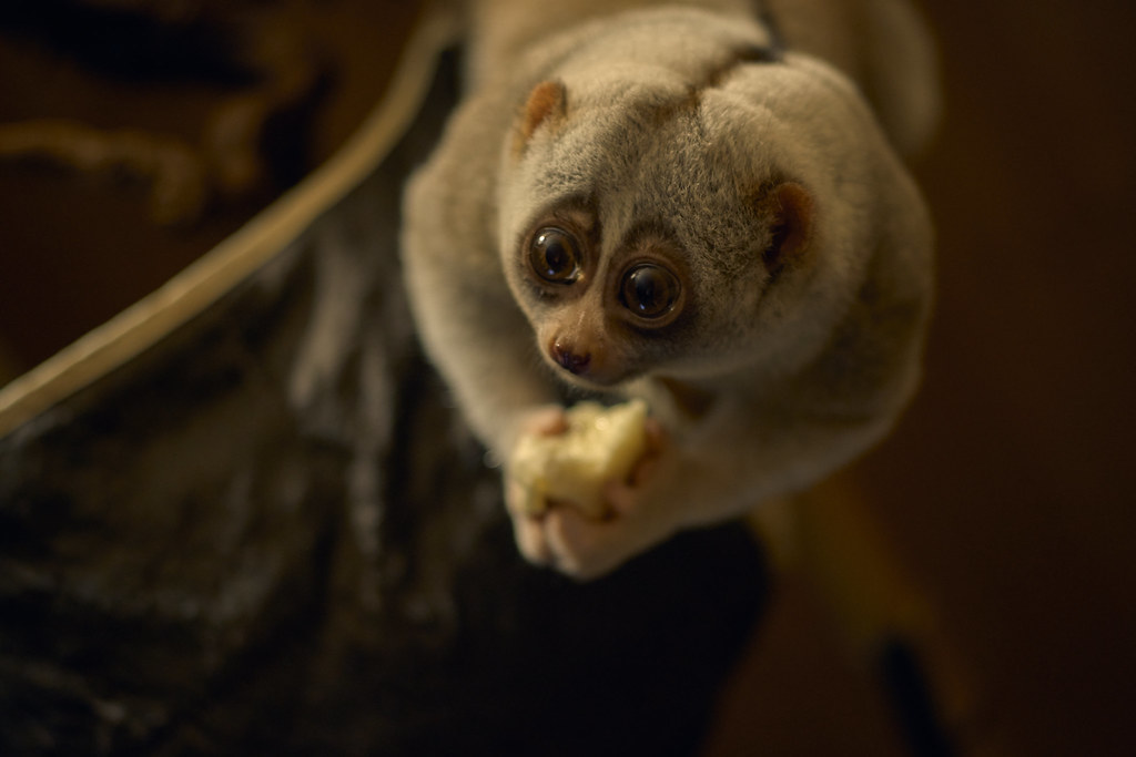 Slow Loris, night primate, monkey
