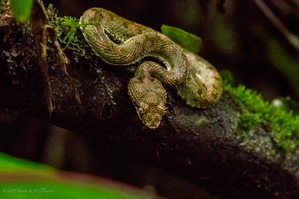 Eyelash Pit viper Snake