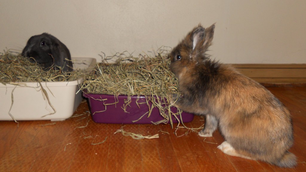 The Crucial Role of Hay in a Baby Rabbit's Diet