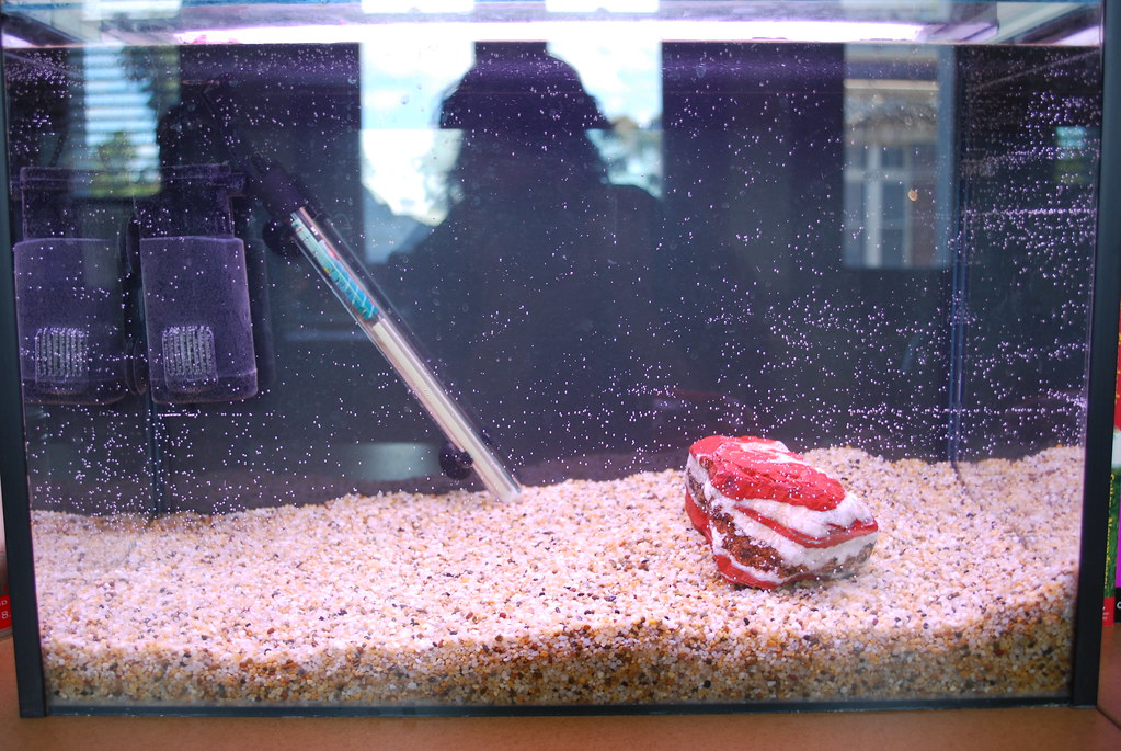Preparing Your Main Tank for Newcomers