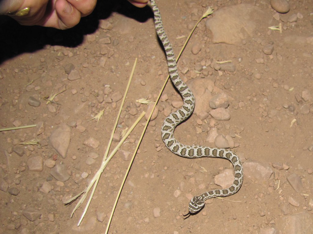 The "Baby Snakes Are More Dangerous" Fallacy