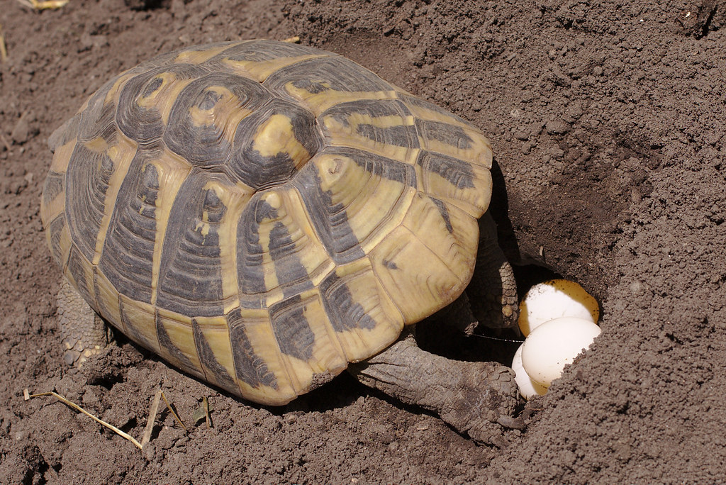 Reproductive Strategies: Ensuring Offspring Survival