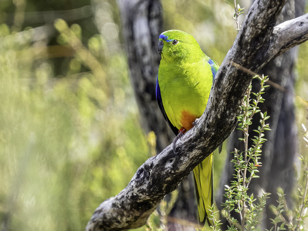 Orange-bellied Parrot (Neophema chrysogaster) - CRITICALLY ENDANGERED