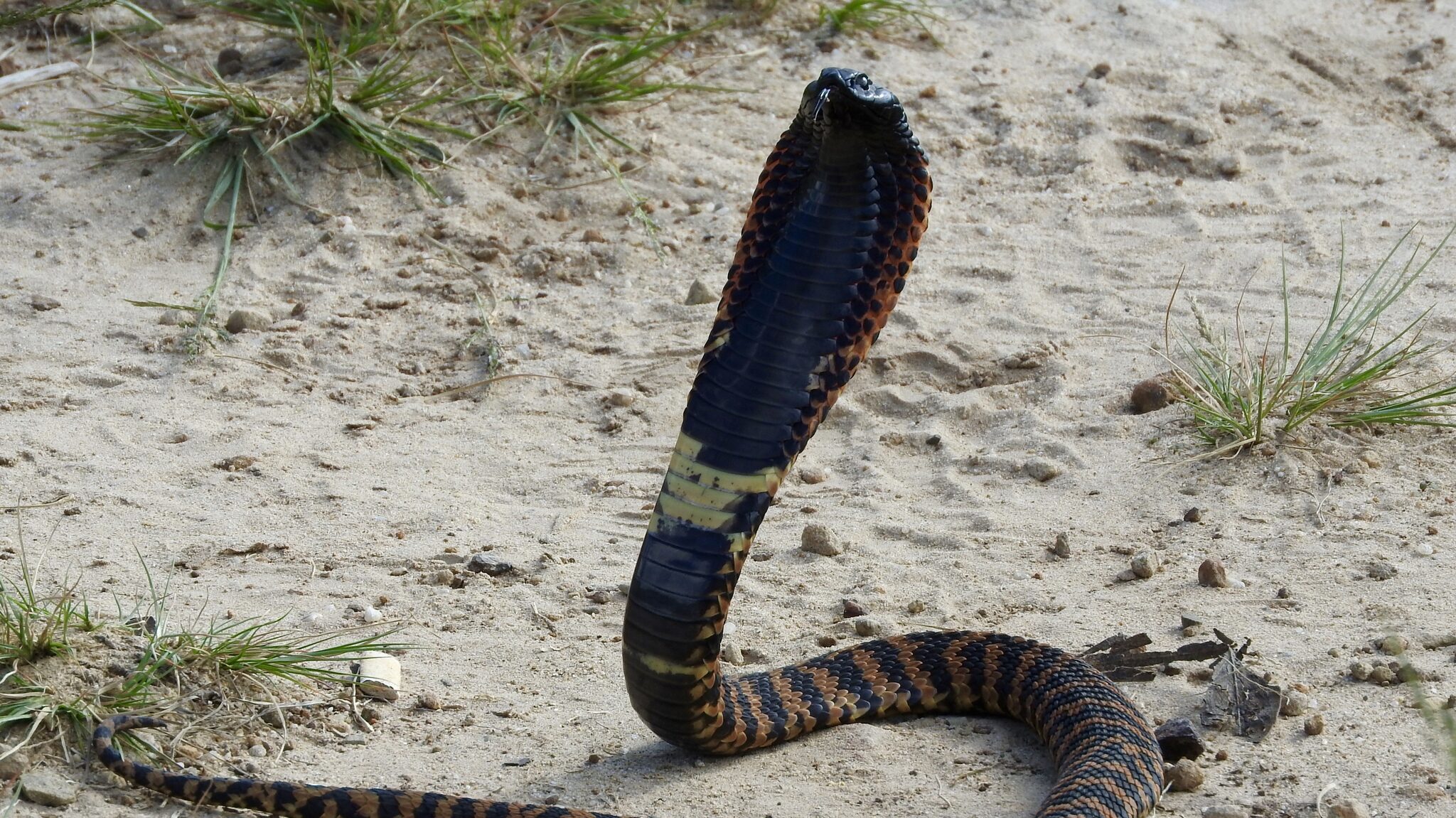 Rinkhal cobra
