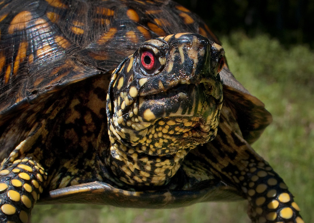 Eastern Box Turtle