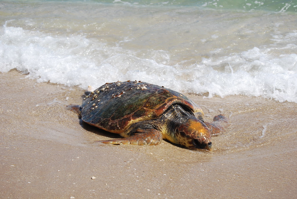 Sea Turtles Can Live for Many Decades