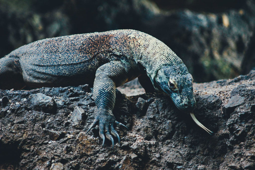 Komodo Dragon on rock