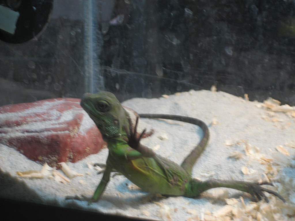Common Misconceptions About Chinese Water Dragons