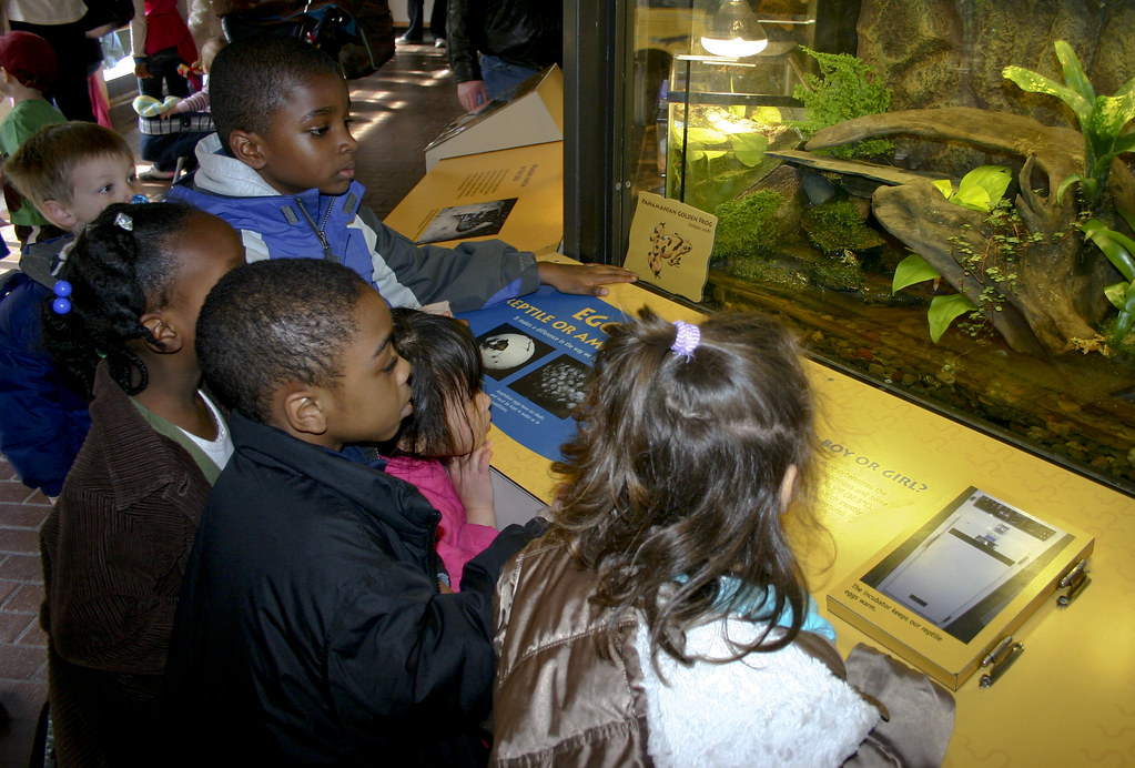 Kids learning about Panamanian Golden Frog Conservation at the Smithsonian National Zoo's Reptile Discovery Center Exhibit
