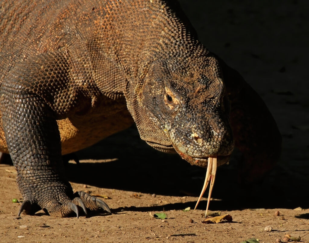 Komodo dragon (Varanus komodoensis)