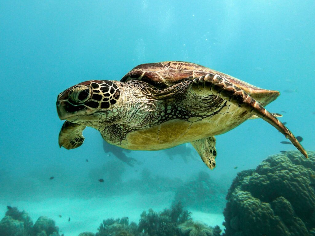 Turtle Island: Creation Stories and Cosmic Significance