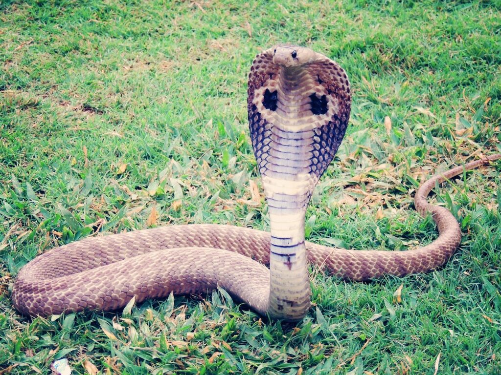 king cobra, cobra, snake, reptile, animal, wild, wildlife, poisonous, serpent, nature, danger, hamadryad, green animals, green snake, green king