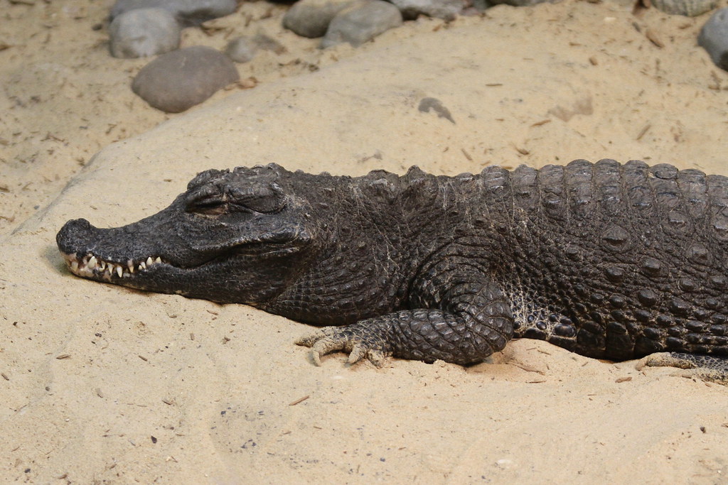 11. Dwarf Crocodile (Osteolaemus tetraspis)