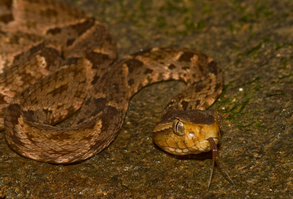 Mexico: Vipers and Coral Snakes Galore