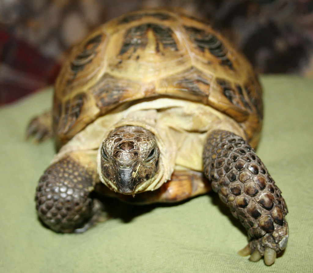 pet tortoise on a green surface