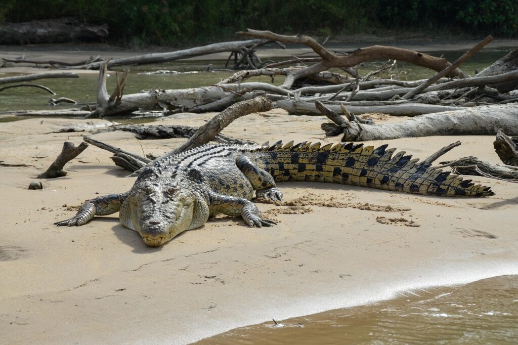saltwater crocodile, estuarine, animal, carnivorous, reptile, carnivore, crocodile, predator, dangerous, wildlife, wild, ginga, crocodilian, scales, egg-laying, nature, brown egg, brown eggs