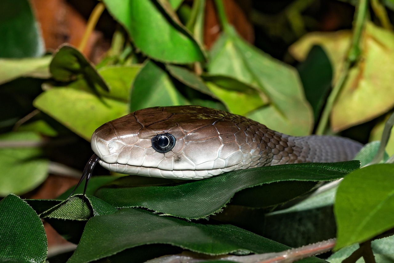 line, venomous snake, black, mamba, close up, reptile, dangerous, poisonous, mamba, mamba, mamba, mamba, mamba