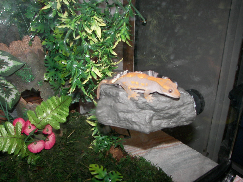 crested gecko chocolate fire 005